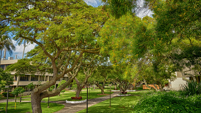 trees lining McCarthy Mall