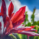 Native Hawaiian healers share ways to deal with pandemic stress