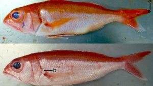 two species of fish