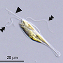 New class of marine phytoplankton named for UH professor