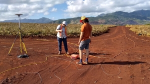 researcher in pineapple field