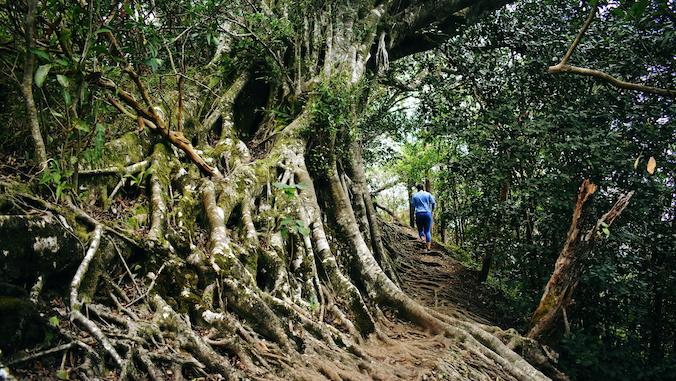 woman hiking surrounded by trees