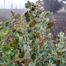 Native plant restoration efforts progressing on Maunakea