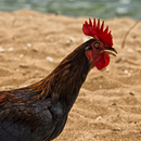 Feral chicken guts hold clues to improving health