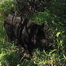 UH  Mānoa part of first nationwide mammal survey