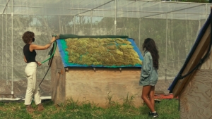 moss and fishing net on top of a roof
