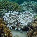 Cracking the code of coral reef resilience