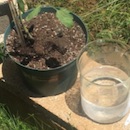Mosquito-breeding potential campus areas revealed in study