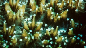 coral