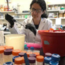 $2M grant to research selenium, fat cell, obesity connections