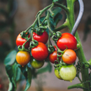Can agriculture become a major Hawaiʻi industry again?