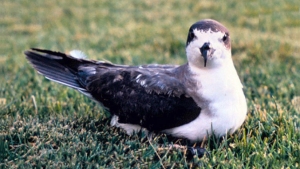 Uau, Hawaiian petrel