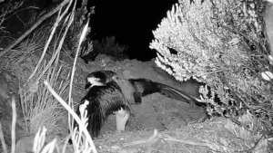 Uau, Hawaiian petrel