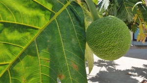 breadfruit on a tree