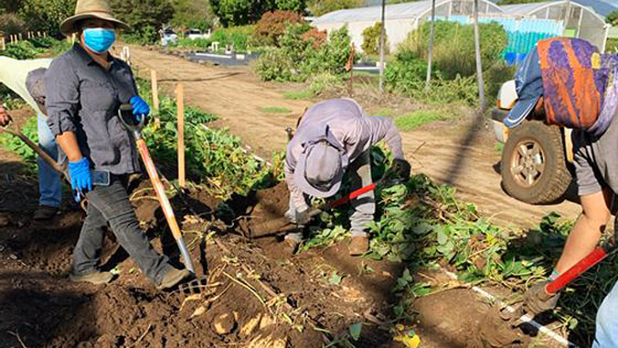 people working in a garden