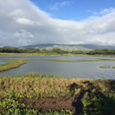 Sustainable water withdrawal from main Oʻahu aquifer may decrease