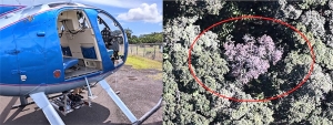 helicopter and chia