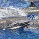 Infectious disease found in Hawaiʻi dolphin could spark mass marine mammal deaths
