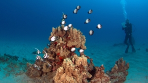 colony of coral and fish with a person in scuba gear