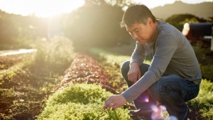 person tending to crops