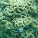 Insidious coral killer invading Palmyra Atoll reef