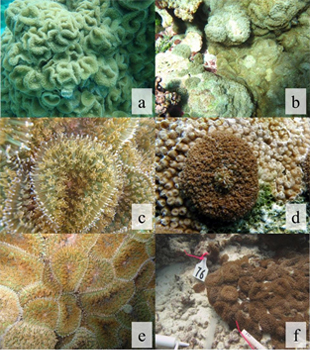 corallimorphs
