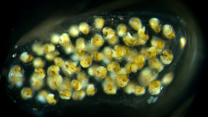 baby marine snails