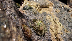 marine snails on rock