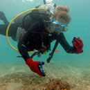 UH Sea Grant shares in award to address marine debris, protect wildlife