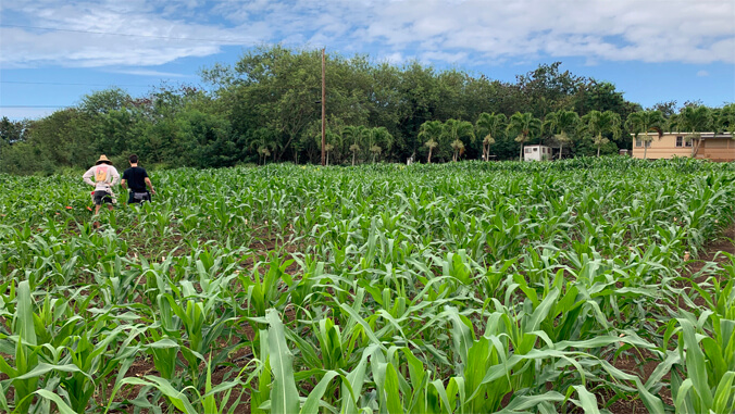 corn field