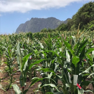 corn field