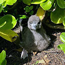 Seabirds successfully nesting in Oʻahu neighborhoods