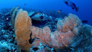 corals in water