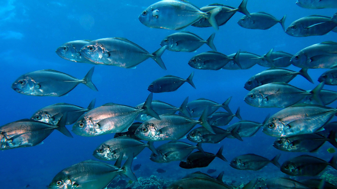 group of fish swimming in the water