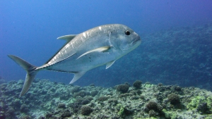 fish swimming in water