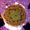 Coral cryopreservation for breeding key to survival