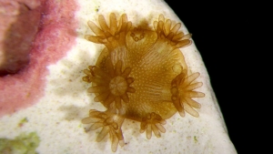 coral under microscope