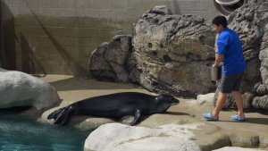 monk seal with person