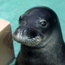 Waikīkī Aquarium partnership supports monk seal conservation research
