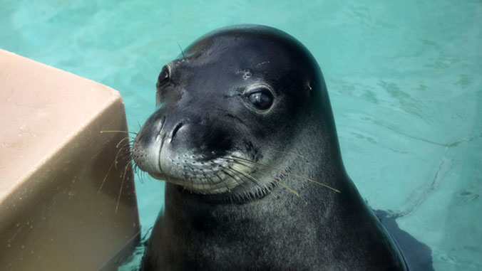 monk seal