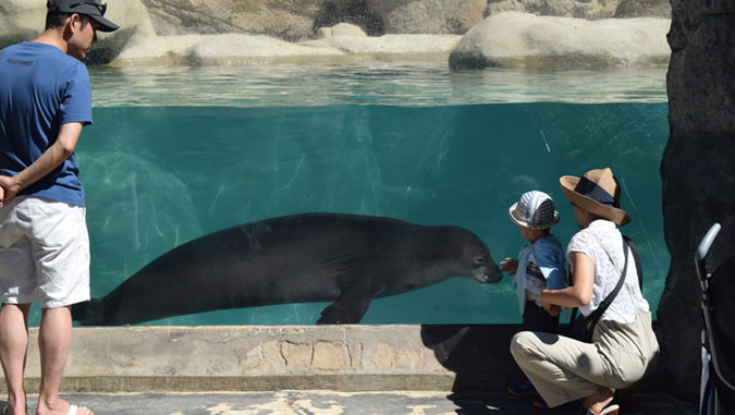 monk seal in pool