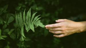 Hand reaching toward plant