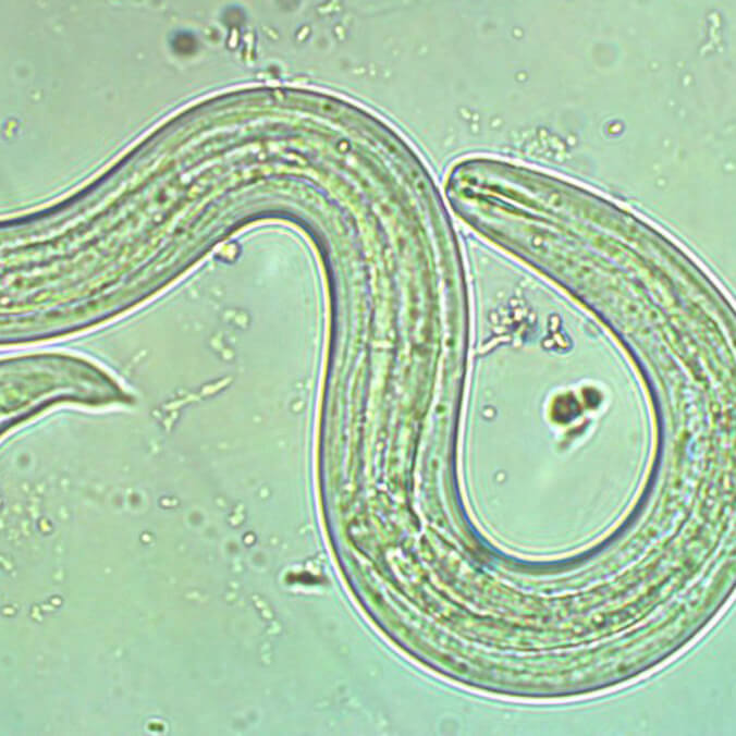 Rat-lungworm research, video available to public