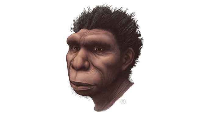 illustration of early human ancestor