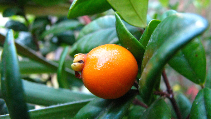 photo of a plant flower