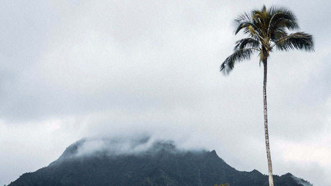 palm tree and rain cloud