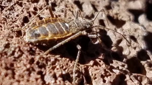 bug on a rock
