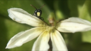 hylaeus anthracinu bee