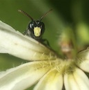 Endangered Hawaiian bees, snails and birds get $1M for research