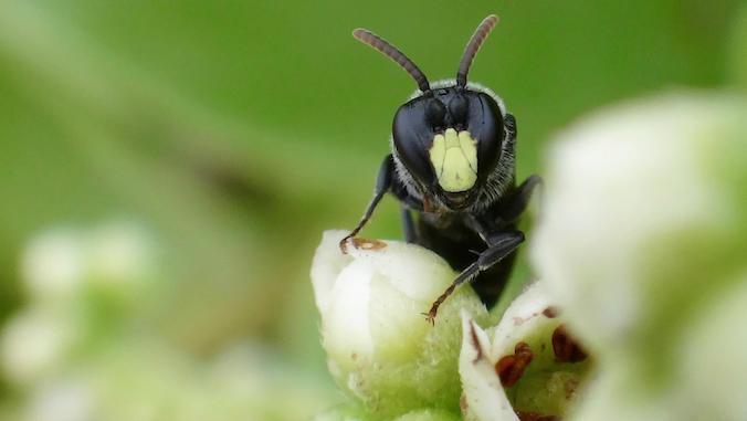 yellow-faced bee